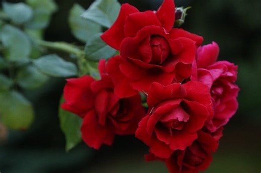 5 Jenis Bunga Mawar yang Cocok Ditanam di Indonesia, Tertarik Menanam? - Bobo