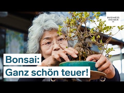 Darum kann ein Bonsai-Baum rund 1 Million Dollar kosten | Ganz schön teuer!
