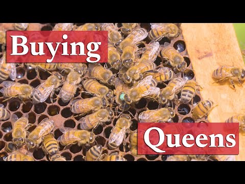Acquiring Queen Honey Bees | Beekeeping Academy | Ep. 33