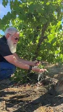 How to Troubleshoot a Clogged Lateral - Dripline Care and Maintenance - Rain Bird Agriculture