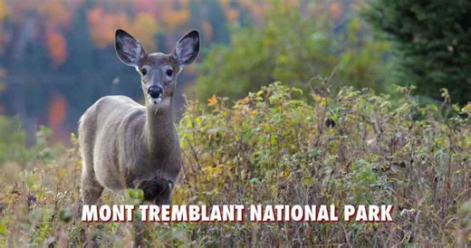 Climate change is reshaping ecosystems - and some species are expanding fast