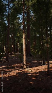 Scale of the giant sequoias of Sequoia National Park