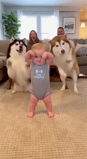 Baby & Husky : Training for Mr Olympia (Baby edition). #dog