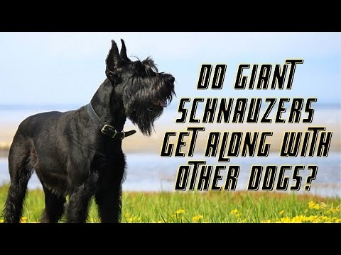 12 Top Things About Giant Schnauzer That Owners Need To Know