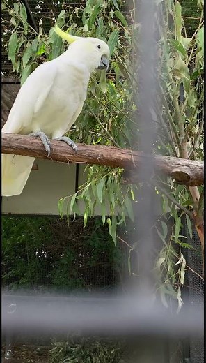 How to Teach a Cockatoo to Say "Hello"