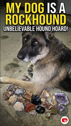 My Dog Is Obsessed With Rocks