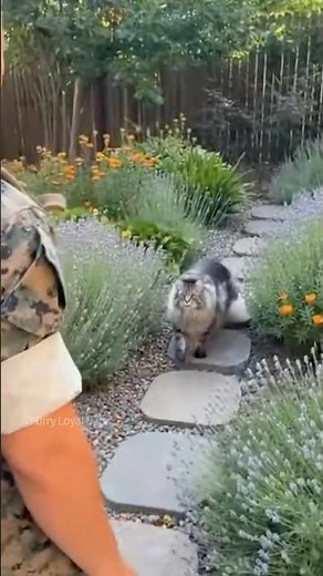 😂 Gentle Giant! Maine Coon (Thor) trills for soldier dad!#cat