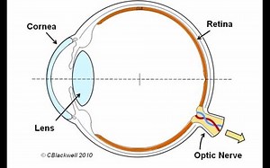 Eye Works 2:Image Retina, Optic Nerve and Brain-眼科学2：视网膜、视神经
