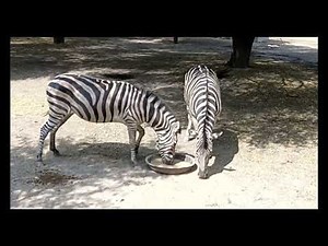 Zebra Eating Food