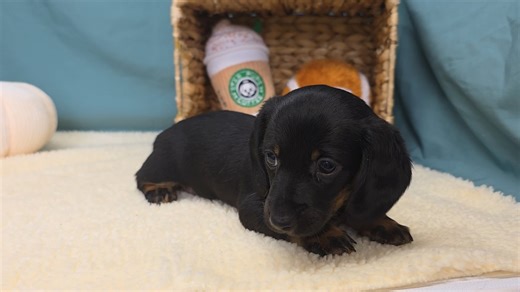 Dachshund puppy for sale
