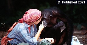 ‘Lucy, the Human Chimp’ Review: Far From Home