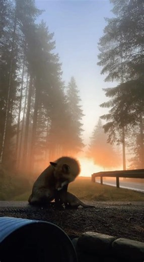 Magical Fox Moments in the Forest | Stunning Nature Scene
