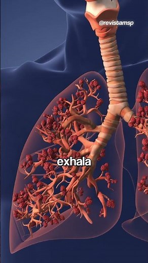 Así funciona el sistema respiratorio 🌬️: el arte de respirar vida | #Shorts