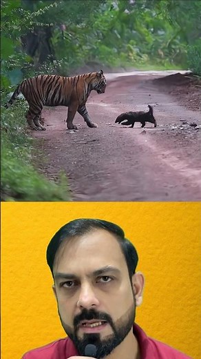 Honey Badger vs Tiger – You Won’t Believe Who Wins! 🐯🐾 #MAF #shorts