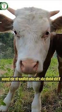 Age Calculation by teeth | Cattle dental formula