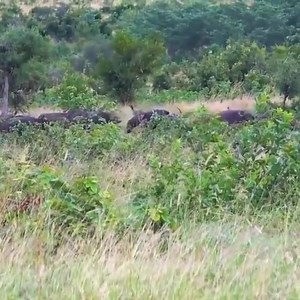 Wild_Animals_Fight_Powerful_Lion_vs_Monkey,_Buffalo_-_Rhino_vs_Warthog_-_Tiger_vs_Deer | Entertainment World | Facebook