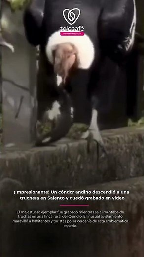 ¡Impresionante! Un cóndor andino descendió a una truchera en Salento y quedó grabado en video