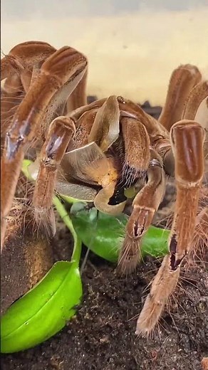 GOLIATH BIRD EATER TARANTULA CATCHES AND EATS GIANT COCKROACH!