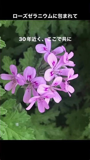 【30年近く愛でるベランダの花とハーブ｜クレマチス「精神の美」に学ぶ心の整え方🌿】 #rosypath #flowers #緑のとびら #ガーデニング #植物のある暮らし #精神の美