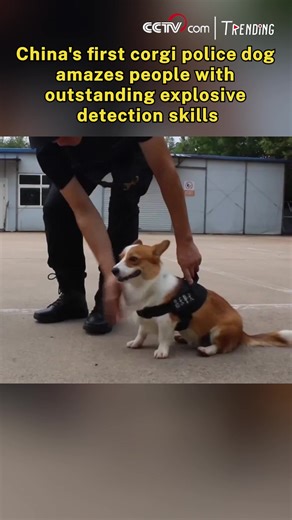 Fu Zai, China's first police dog of the corgi breed, has broken the public's stereotypes and captured netizens' hearts with his signature smile, short legs, and most importantly, his outstanding skills in explosive detection. #Trending For more: https://english.cctv.com/ | CCTV