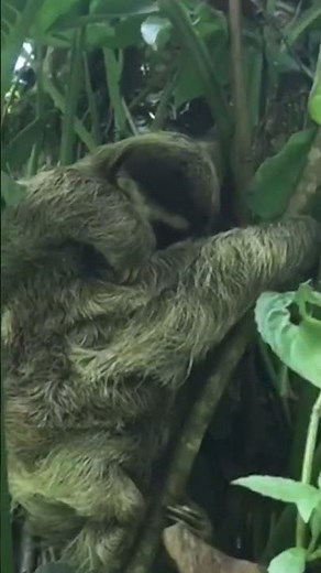 Baby Sloth Reunites with Mother!