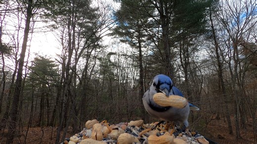 Blue Jays, Red-bellied Woodpecker, Tufted Titmouse, Black-Capped Chickadee | Critter Cam