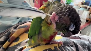 Parrot uses feather to scratch its head in Liaoning, China