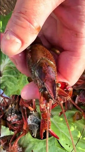 Teach you a quick way to clean up crayfish. Clean up crayfish. Crayfish. Agriculture, rural area