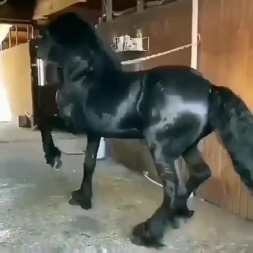 Horses USA 🇺🇸 | stunning😍⁠ ⁠ ⁠ Give me credit on my dm please⁠ 🐴⁠ ⁠ 🐴⁠ ⁠ 🐴⁠ DM for credit⁠ 🐴credit: unknown⁠ .⁠ .⁠ #horsesofinstagram #showjumping #pferde... | Instagram