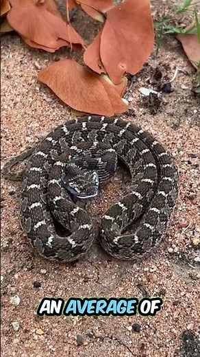 Here is Why SNAKES loses to CATS in a fight #trending #shorts #cat #snake #pets