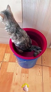 Self - made convenient and practical pet toilet tools 🐾🚽💯