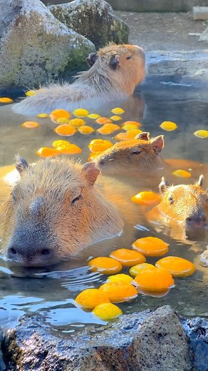 25K views · 403 reactions | Capybaras onsen bath   thanks @1min.traveller for the amazing content and travel inspiration!  Izu Shaboten, Shizuoka *opening hours and types of onsen baths change depending on the seaosn #capybara #capybaras #capybarasofinstagram #capybaralove #onsen #hotsprings #hotspringwater #hotspring #japantravels #japantravel #visitjapan | Tsunagu Japan | Facebook