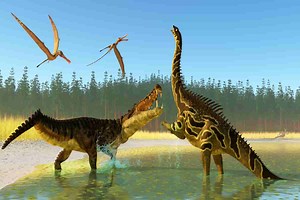 During The Mesozoic Era (252 To 66 Million Years Ago), The Earth Was Home To Many Reptiles And Amphibians. The Ancestors Of Today’s Crocodiles And Alligators Existed During This Era …
