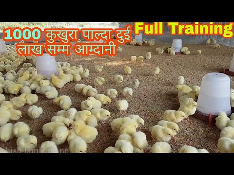 बोइलर कुखुरा पालन कसरी सुरु गर्न?|| How to start broiler chicken farming?