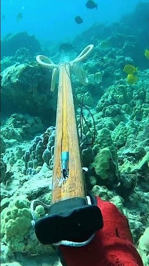 Spearfishing In Hawaii--The Ultimate Guide