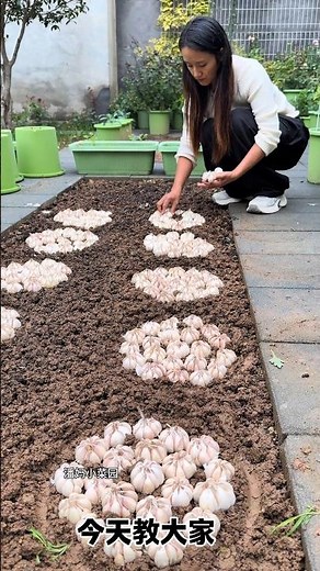 Today I'm going to teach you how to grow garlic sprouts using an ancient method. It's very simple...