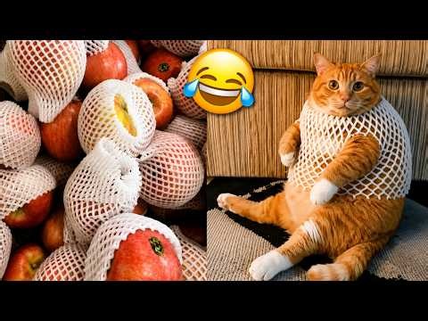 【1時間】思わず吹き出す！😂 面白動物動画まとめ