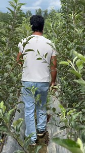 Book early Rootstock 10 to 12 mm on low rates M9t337 gala plants iski height lagbag 8 feet hai with full feathers @highlight Griba Gardens Basit Yousuf The Garden Guardians, Kashmir. Sheikh Bilal The Orchardist A Rashid Shahoori Aadil Hussain Padder The Daily Manch Merino Sheep Farm Lassipora Pulwama #gribagardens #goviral #gym #facebookreelsviral #fb | Basit Yousuf