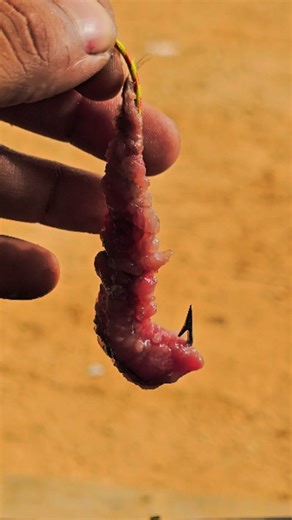 M_FISH on Instagram: "​Rig Sardines Like a Pro in Seconds #fishing #hook #fishinglife #bassfishing #carp #viral #fishing🎣 #knot #usareels #uk #usa #usa🇺🇸 #india #indonesia #turquie #türk"