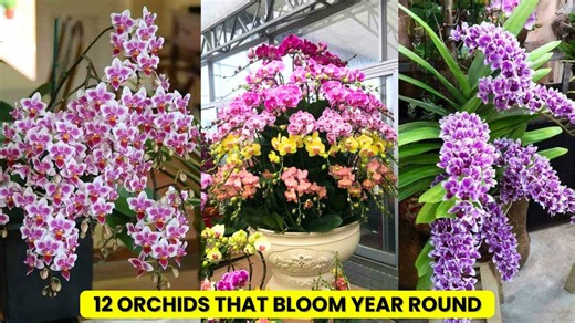 Orchids That Bloom Continuously: 12 Must-Have Varieties