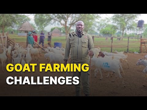 Challenges in Goat Farming — Diarrhoea & Deaths Explained