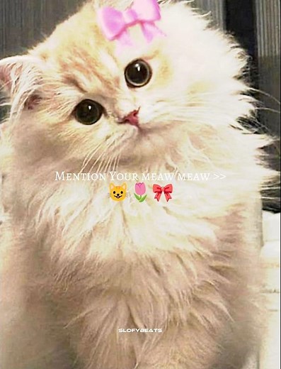 Montagem Miau Funny Edit | Viral Cat Meme Song | Crazy Beat Drop Fun Energy Animal Video Edit