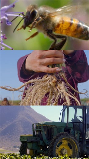 Amway US on Instagram: "USDA Organic certification isn’t easy to earn, so it means a lot to us🏅 Nutrilite is the only global vitamin and dietary supplement brand with a USDA Organic certified product line that grows, harvests, and processes plants on our own certified organic farms and partner farms* 🌿 When you see USDA Organic logo on our Nutrilite Organics products, it’s a promise that we uphold the highest standards and you can trust what’s inside ✅ *GlobalData"