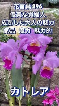 花言葉 296 カトレア
