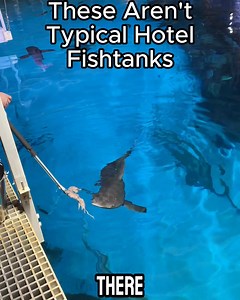 2.3K reactions · 166 shares | From mermaid shows to swimming with sharks, these are 4 must-see spots in Vegas. | Visit Las Vegas | Facebook