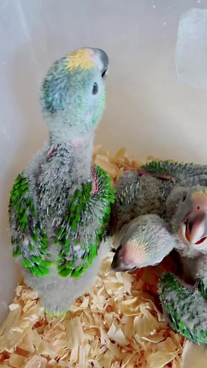 Yellow crowned baby amazons available🦜 Message us to reserve now! #babybirds #babybirdchallenge #amazon #amazonbird #amazonparrot #amazonparrotsoftiktok #yellowcrownamazonparrot #cute #funny #pet #petbird #petbirdsoftiktok #amazonparrott #floridaparrotco #parrotstiktok #amazonparrotlover | jacqueline wijaya