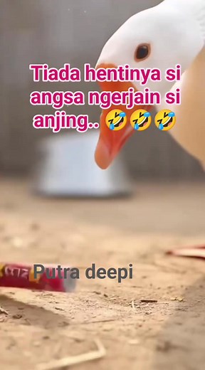 16K views · 95 reactions | Tiada hentinya si angsa ngerjain si anjing.. #fyp #vidioviral #jangkauanluas | Saputra Deepi | Facebook