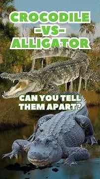 Crocodile vs. Alligator - Can You Tell Them Apart?