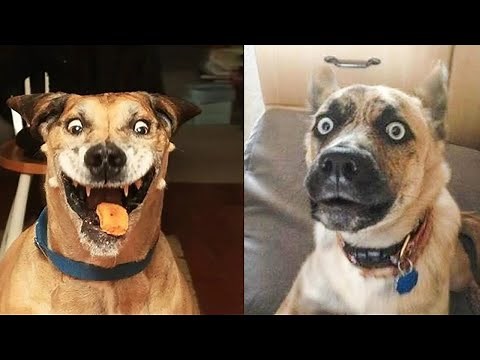 🤣🤪 Get Ready to Laugh: 30 Minutes of the Funniest Dog Clips Ever! 🐶🤣
