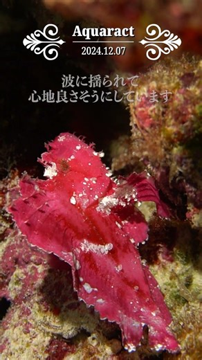 波に揺られるハダカハオコゼが可愛すぎる！#ダイビング #水中撮影 #underwaterworld #慶良間諸島